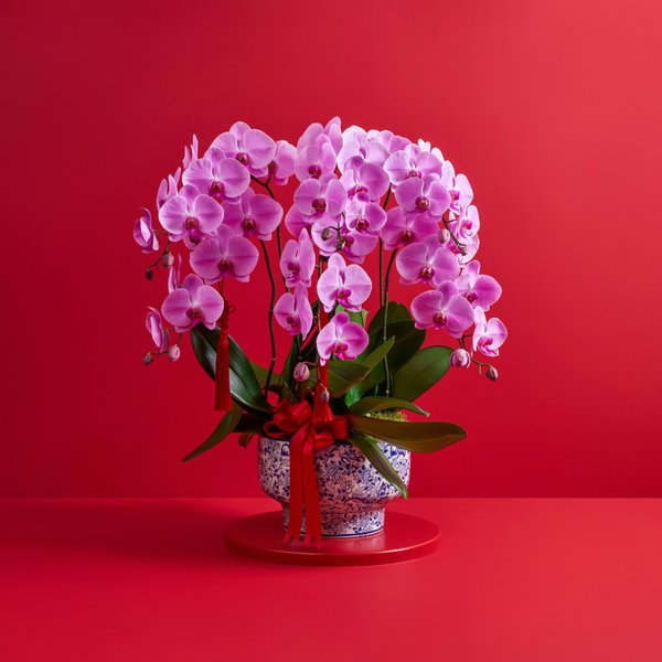 Large Potted Phalaenopsis