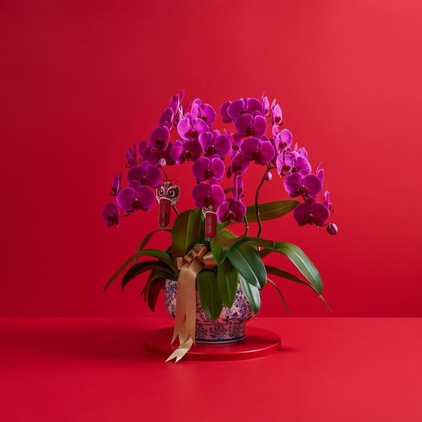 Medium Potted Phalaenopsis