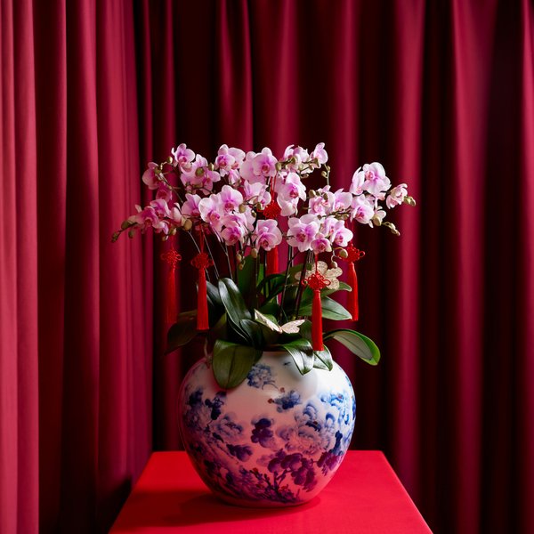 Large Potted Phalaenopsis in Hand-Painted Jingdezhen Pot