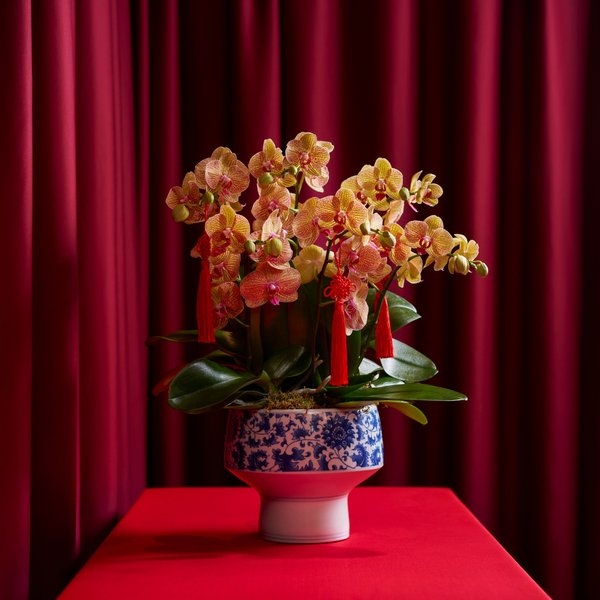 Medium Potted Phalaenopsis